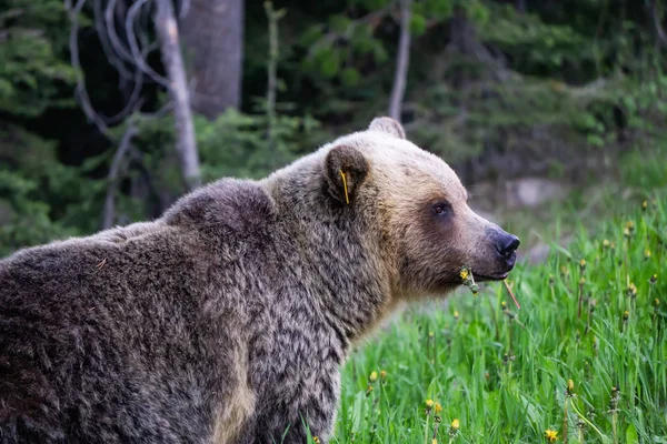 Mãe Urso Grizzly Está Comendo Ervas Daninhas Grama Natureza Tomado — Fotografia de Stock