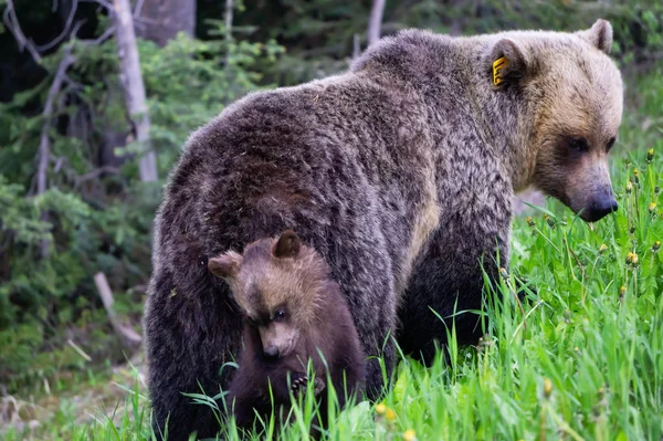 Mother Grizzly Bear with her cubs is eating weeds and grass in the nature. Taken in Banff National Park, Alberta, Canada.