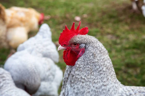 Kohout Farmě — Stock fotografie