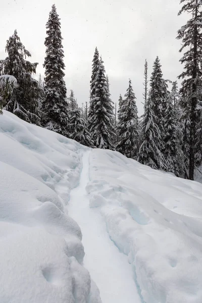 Bellissimo Paesaggio Invernale Canadese Nel Bosco Durante Una Giornata Innevata — Foto Stock