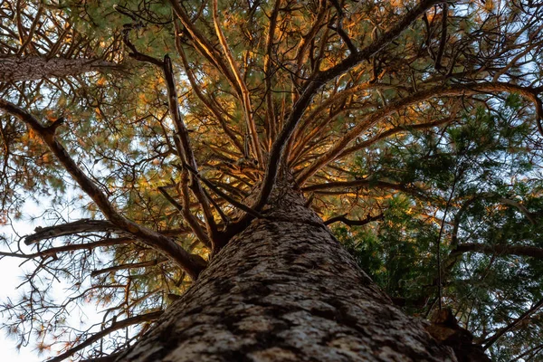 Uitzicht Een Grote Hoge Boom Yosemite National Park California Verenigde — Stockfoto