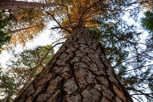 Uitzicht Een Grote Hoge Boom Yosemite National Park California Verenigde — Stockfoto