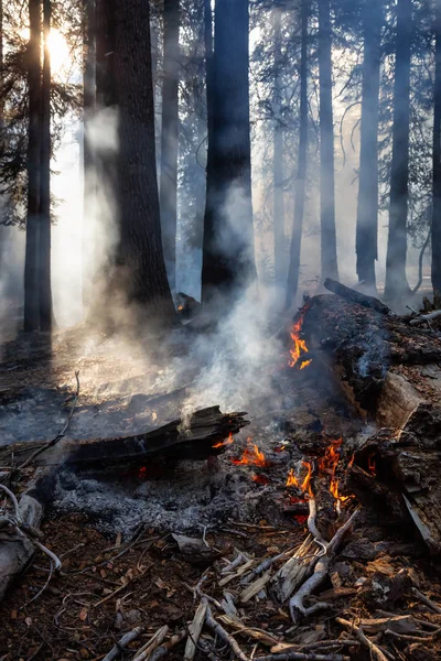 Waldbrand Yosemite Nationalpark Kalifornien Vereinigte Staaten Von Amerika Aufgenommen Herbst — Stockfoto