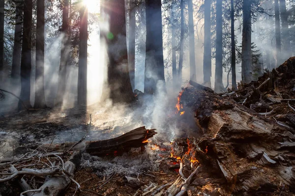 美国加利福尼亚州约塞米蒂国家公园的野生森林大火 在2018年秋季拍摄 — 图库照片
