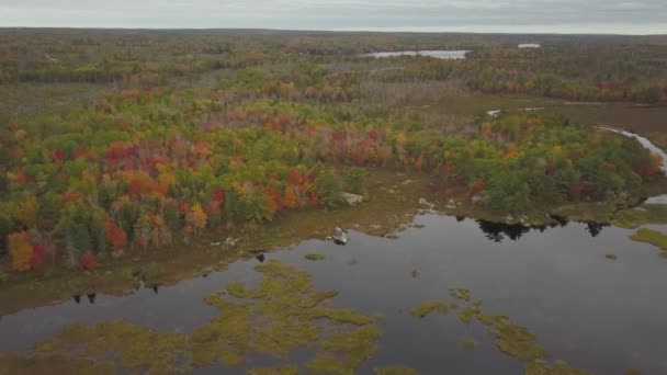 Luchtfoto Van Een Prachtig Meer Het Bos Met Kleurrijke Bomen — Stockvideo