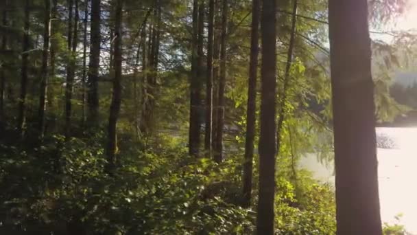 Luftaufnahme Einer Wunderschönen Kanadischen Landschaft Einem Sonnigen Sommertag Aufgenommen Northern — Stockvideo