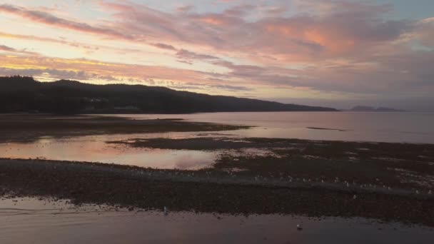 夏天在太平洋上的一个小镇上 鸟地欣赏美丽多彩的日落 拍摄于加拿大不列颠哥伦比亚省北温哥华岛哈代港 — 图库视频影像