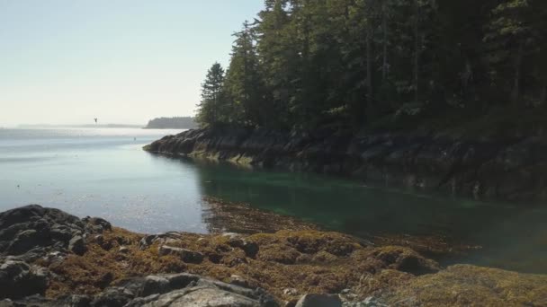 Вид Воздуха Красивый Канадский Пейзаж Солнечный Летний День Снято Острове — стоковое видео