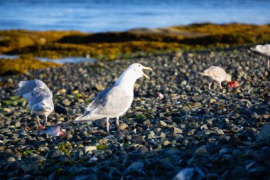 Kuşlar bir güneşli yaz akşam sırasında kayalık bir kıyısında. Port Hardy Vancouver Adası, British Columbia, Kanada çekilmiş.