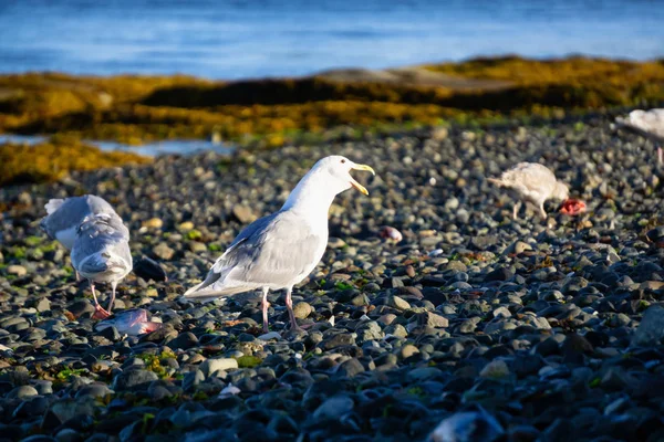 Birds Rocky Shore Sunny Summer Evening Taken Port Hardy Vancouver — Stock Photo, Image