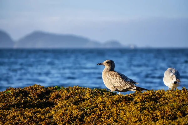 Aves Una Costa Rocosa Durante Una Soleada Noche Verano Tomado — Foto de Stock