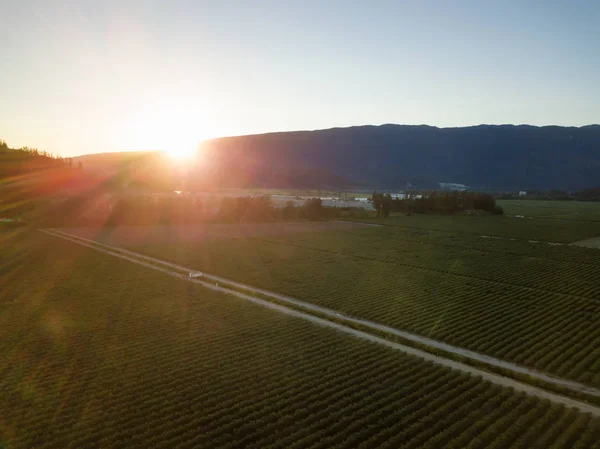 Vista Aérea Dos Campos Agrícolas Durante Pôr Sol Verão Vibrante — Fotografia de Stock