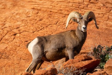 Ateş Eyalet Parkı Vadisi'nde Erkek Çöl Bighorn Koyun. Nevada, Amerika Birleşik Devletleri'nde çekilmiştir.