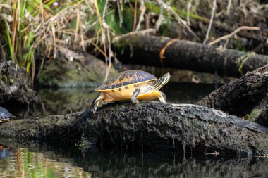 Kaplumbağa su kenarındaki bir dalda oturuyor. Everglades National Park, Florida, Amerika Birleşik Devletleri.