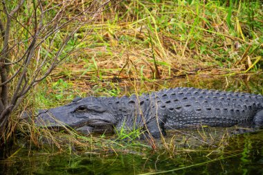 Timsah suda yatıyor. Everglades National Park, Florida, Amerika Birleşik Devletleri.