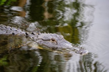 Timsah suda yatıyor. Everglades National Park, Florida, Amerika Birleşik Devletleri.