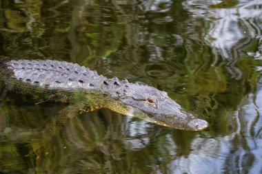 Timsah suda yatıyor. Everglades National Park, Florida, Amerika Birleşik Devletleri.