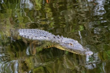 Timsah suda yatıyor. Everglades National Park, Florida, Amerika Birleşik Devletleri.