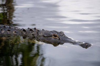 Timsah suda yatıyor. Everglades National Park, Florida, Amerika Birleşik Devletleri.