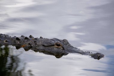 Timsah suda yatıyor. Everglades National Park, Florida, Amerika Birleşik Devletleri.