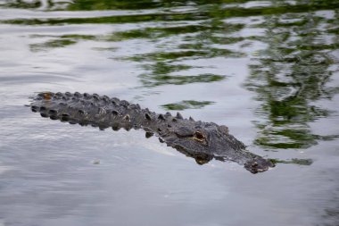 Timsah suda yatıyor. Everglades National Park, Florida, Amerika Birleşik Devletleri.