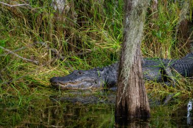 Timsah suda yatıyor. Everglades National Park, Florida, Amerika Birleşik Devletleri.
