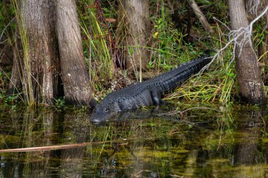 Timsah suda yatıyor. Everglades National Park, Florida, Amerika Birleşik Devletleri.