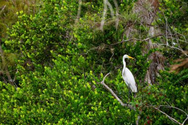 Büyük egret bir ağacın üzerinde oturuyor. Everglades National Park, Florida, Amerika Birleşik Devletleri.