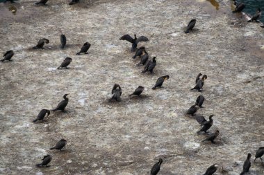 Platformda oturan kuşların havadan görünümü. Kuzey Sidney, Nova Scotia, Kanada'daki Feribot Terminali'nde alındı.