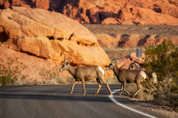 A family of female Desert Bighorn Sheep crossing the road in the Valley of Fire State Park. Taken in Nevada, United States.