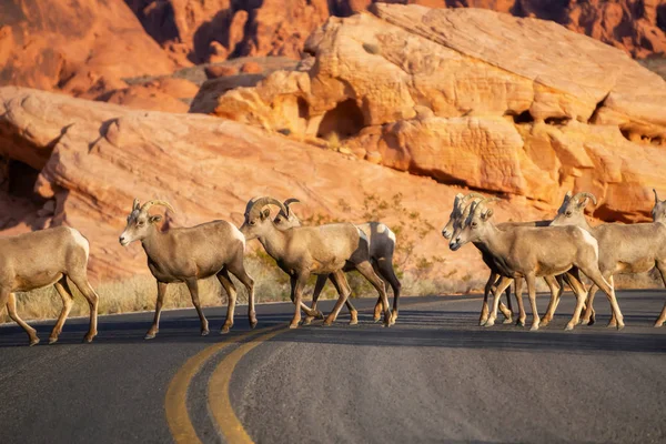 A family of female Desert Bighorn Sheep crossing the road in the Valley of Fire State Park. Taken in Nevada, United States.