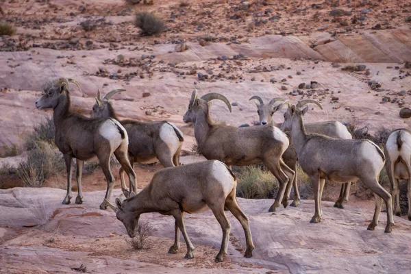 Family Female Desert Bighorn Sheep Valley Fire State Park Taken — Stock Photo, Image