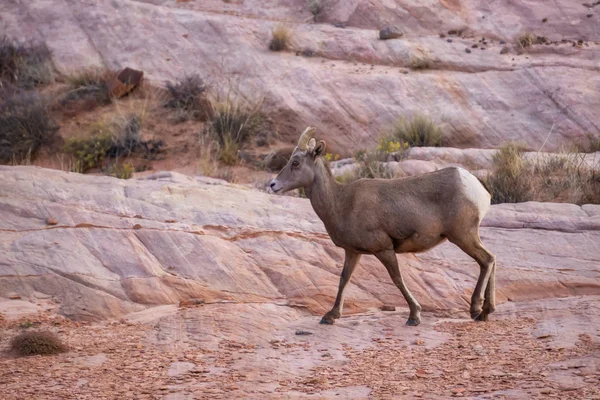 Female Desert Bighorn Sheep in Valley of Fire State Park. Taken in Nevada, United States.
