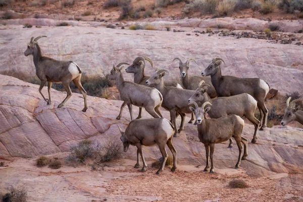 A family of female Desert Bighorn Sheep in Valley of Fire State Park. Taken in Nevada, United States.