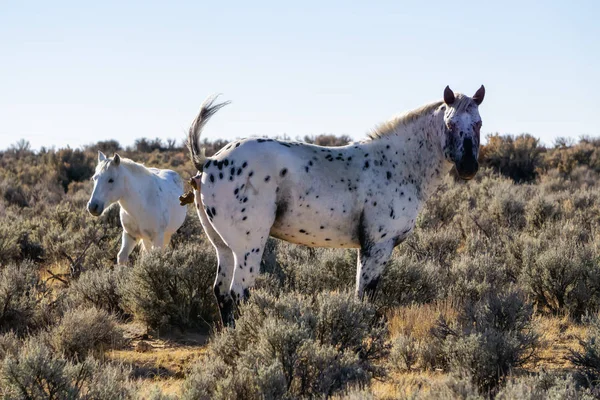 Wild Horse Pooping Desert New Mexico United States America — 스톡 사진