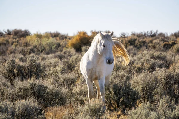 Wild White Horse Desert New Mexico United States America — 스톡 사진