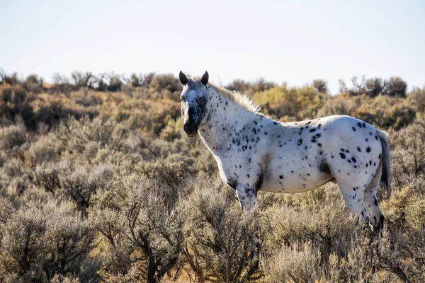 Дикая Белая Лошадь Пустыне Нью Мексико Соединенные Штаты Америки — стоковое фото