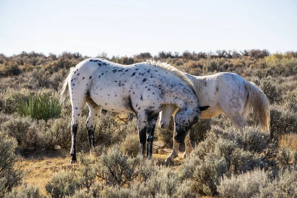 Wild White Horse Desert New Mexico Spojené Státy Americké — Stock fotografie