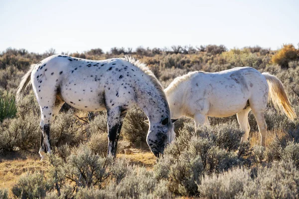 Wild White Horse Desert New Mexico United States America — 스톡 사진