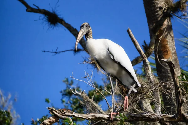 Ağaçta Oturan Ahşap Leylek Everglades Ulusal Parkı Florida Abd Çekildi — Stok fotoğraf