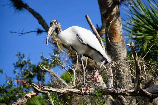 Cegonha Madeira Sentada Numa Árvore Tomado Everglades National Park Florida — Fotografia de Stock