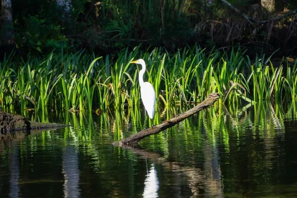 Der Silberreiher Der Wasser Sitzt Aufgenommen Everglades National Park Florida — Stockfoto