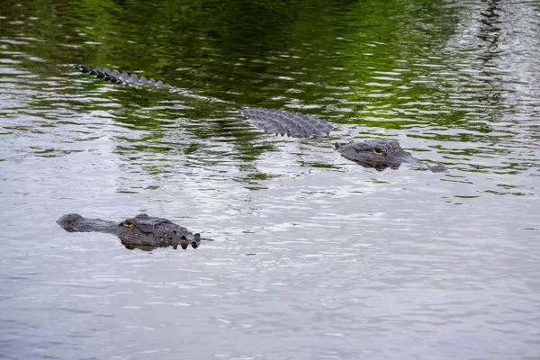 鳄鱼躺在水里 拍摄于美国佛罗里达州大沼泽地国家公园 — 图库照片
