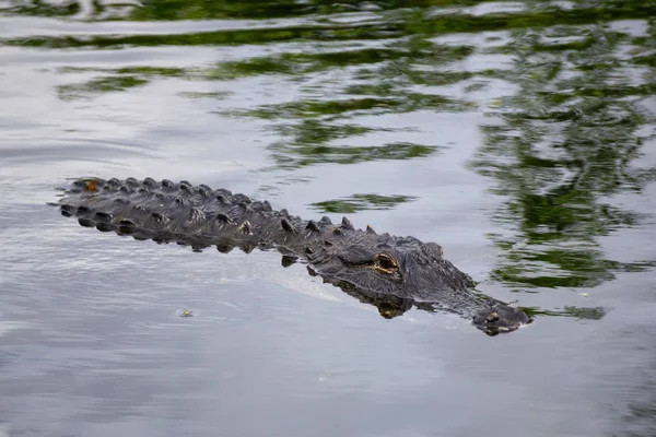 Αλιγάτορα Ξαπλόνερο Στο Νερό Λαμβάνεται Στο Εθνικό Πάρκο Έβεργκλεϊντς Φλόριντα — Φωτογραφία Αρχείου