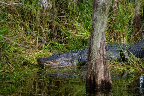 Jacaré Deitado Água Tomado Everglades National Park Florida Estados Unidos — Fotografia de Stock