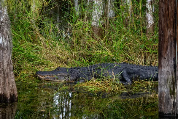 Jacaré Deitado Água Tomado Everglades National Park Florida Estados Unidos — Fotografia de Stock