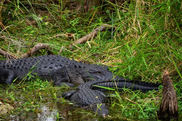 Cocodrilo Tendido Agua Tomado Everglades National Park Florida Estados Unidos —  Fotos de Stock