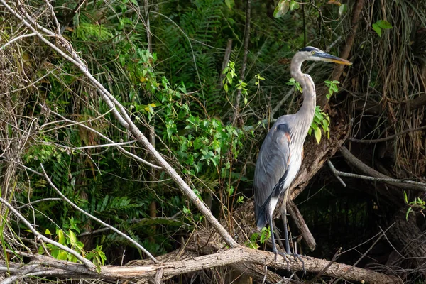 Büyük Mavi Biralı Bir Ağacın Üzerinde Oturuyor Everglades National Park — Stok fotoğraf