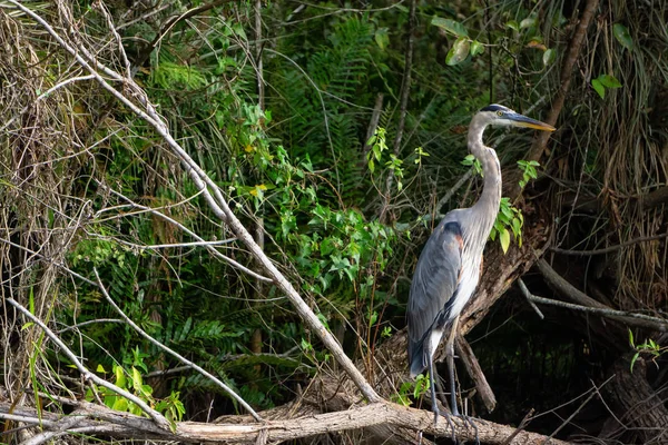 Büyük Mavi Biralı Bir Ağacın Üzerinde Oturuyor Everglades National Park — Stok fotoğraf