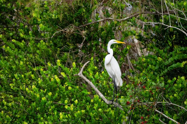 Gran Garza Sentada Árbol Tomado Everglades National Park Florida Estados —  Fotos de Stock